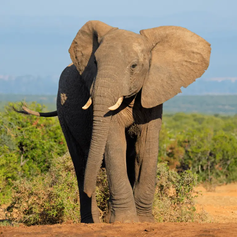 What Do Elephants Eat? (Amount They Eat, Plus Feeding Habits) - Animal Ways