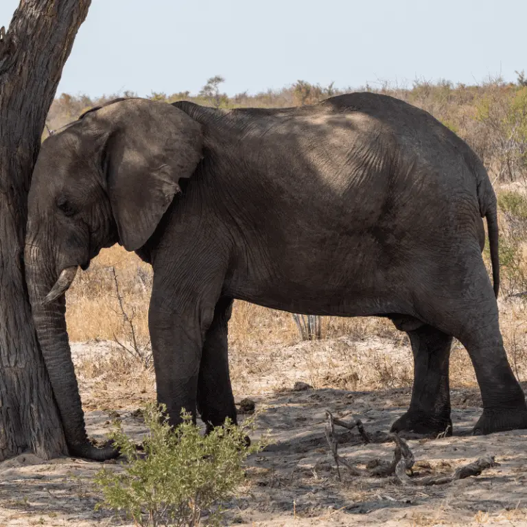 Why Do Elephants Have Big Ears? (Interesting Ear Facts) - Animal Ways