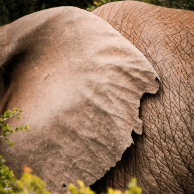 Why Do Elephants Have Big Ears? - Animal Ways