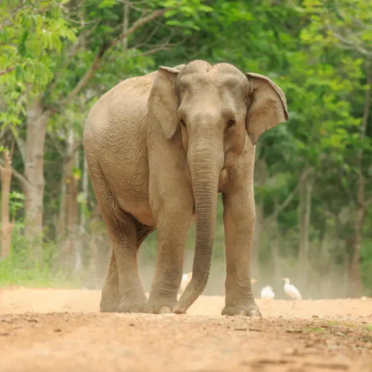 How Many Teeth Do Elephants Have? - Animal Ways