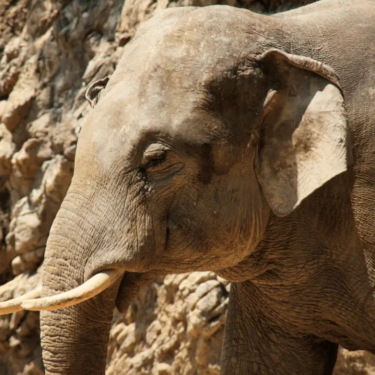 Why Do Elephants Have Big Ears? - Animal Ways