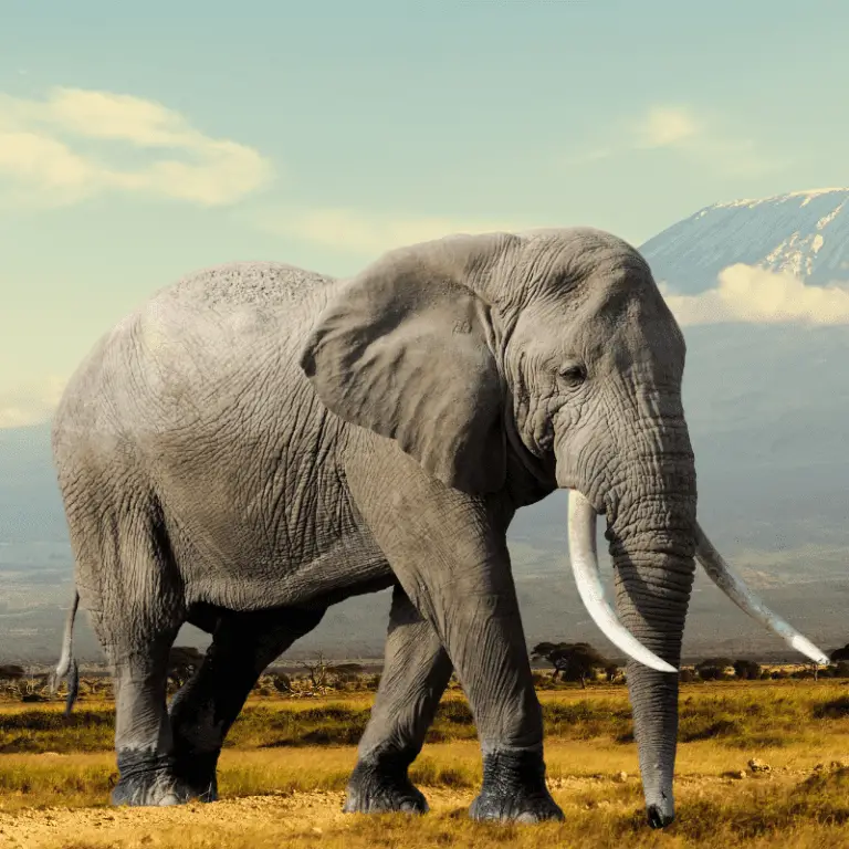 Do All Elephants Have Tusks? Location, Size, And Use - Animal Ways