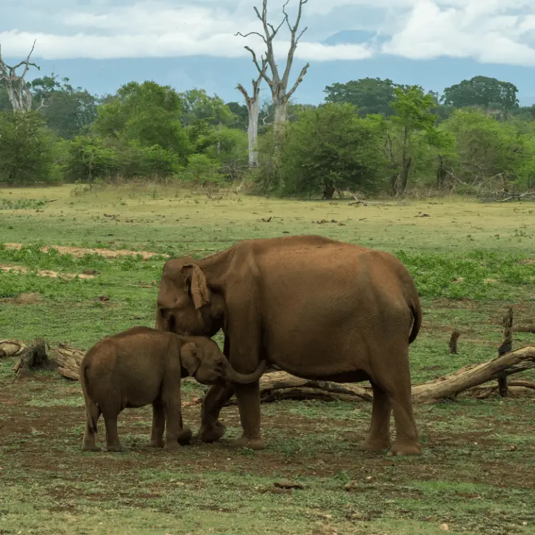 How Long Are Elephants Pregnant? Labour And Birth Process - Animal Ways