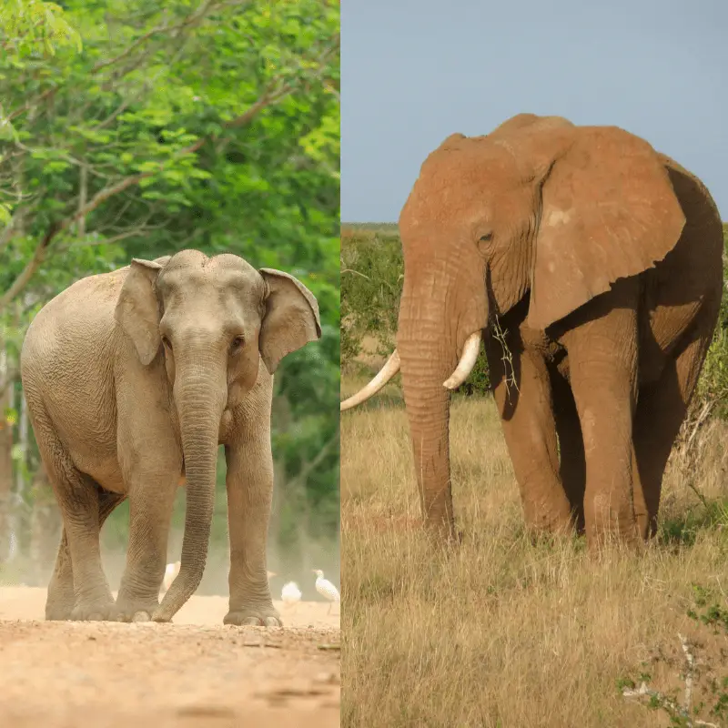 How To Tell The Differences Between Asian And African Elephants ...