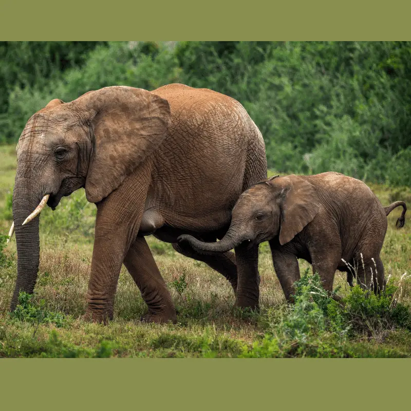 How Long Are Elephants Pregnant? Labour And Birth Process - Animal Ways