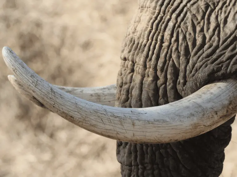 Do All Elephants Have Tusks? Location, Size, And Use - Animal Ways