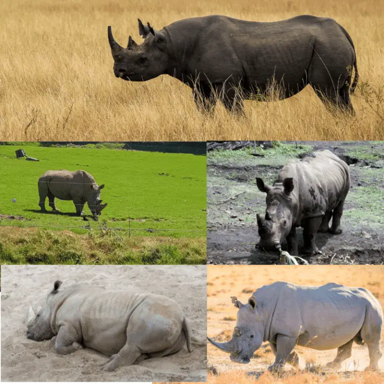 Where Do Rhinos Live? (Habitat, Location, And Status) - Animal Ways