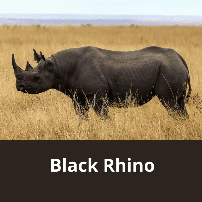 What Do Rhinos Eat? Includes Javan, Sumatran, Indian, White & Black