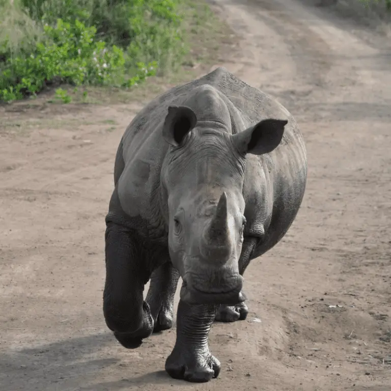 Why Do Rhinos Have Horns? (Six Useful Reasons) - Animal Ways