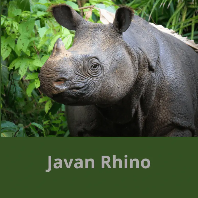 What Do Rhinos Eat? Includes Javan, Sumatran, Indian, White & Black