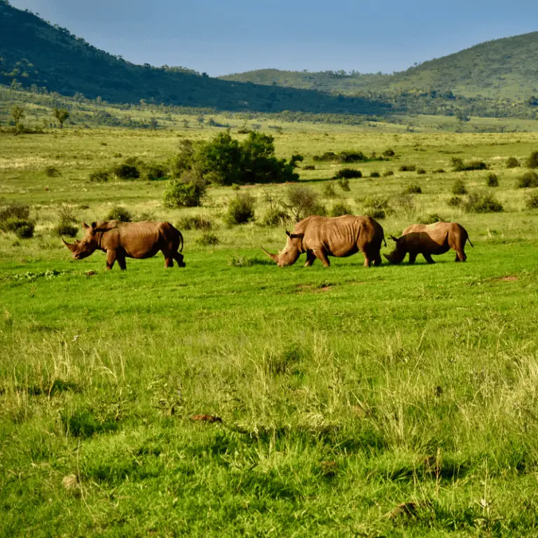 Where Do Rhinos Live? (Habitat, Location, And Status) - Animal Ways