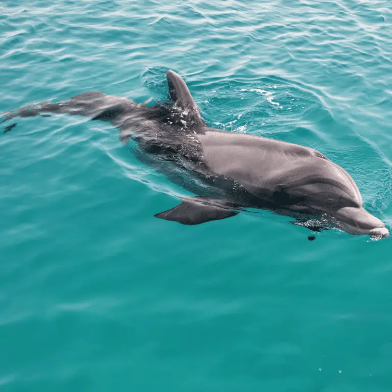 A dolphin can перевод на русский. Кожа дельфина вблизи. Dolphin Call names.