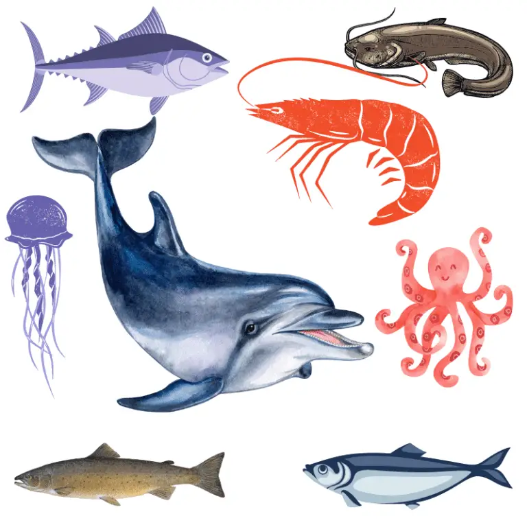 A Dolphin Next To Different Food Varieties  768x768 