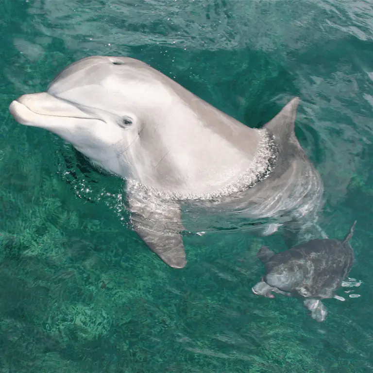 what-are-baby-dolphins-called-includes-pregnancy-info-and-reproduction