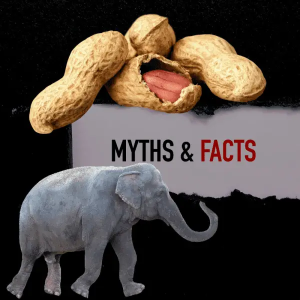 Do Elephants Eat Peanuts? It's Not What You Think! - Animal Ways