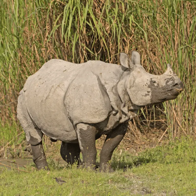 What Do Rhinos Eat? Includes Javan, Sumatran, Indian, White & Black