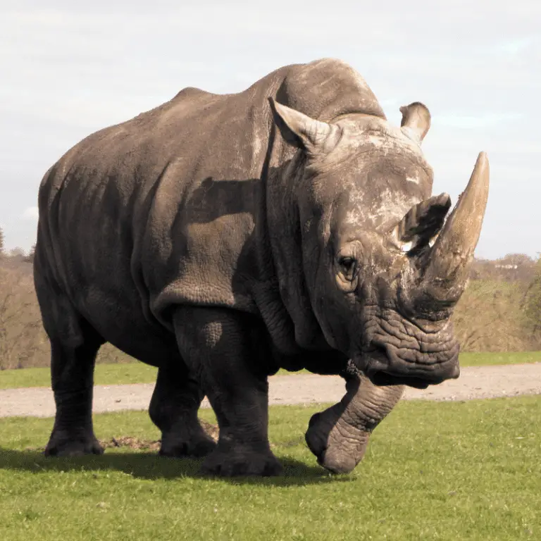 What Do Rhinos Eat? Includes Javan, Sumatran, Indian, White & Black