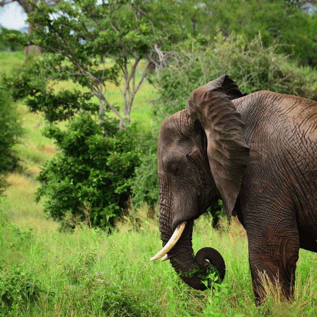 Do Elephants Eat Peanuts? It's Not What You Think! - Animal Ways